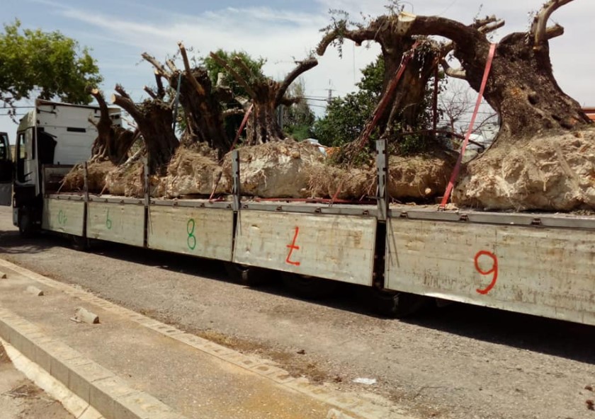 Ávila Espacios Verdes SL Trabajos Realizados