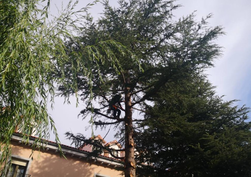 Ávila Espacios Verdes SL Trabajos Realizados